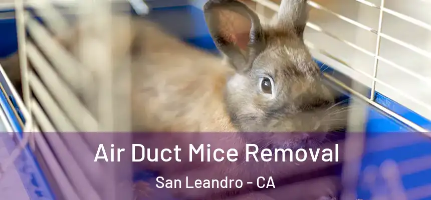  Air Duct Mice Removal San Leandro - CA